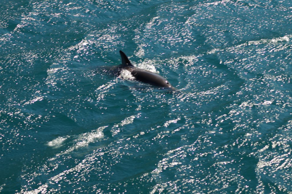 Hector Delfin im Queen Charlotte Sound auf dem Weg zum im Queen Charlotte Track
