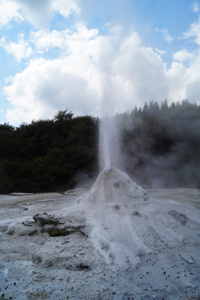 Die Fontäne des Lady Knox Geyser kann bis zu 20 m hoch werden