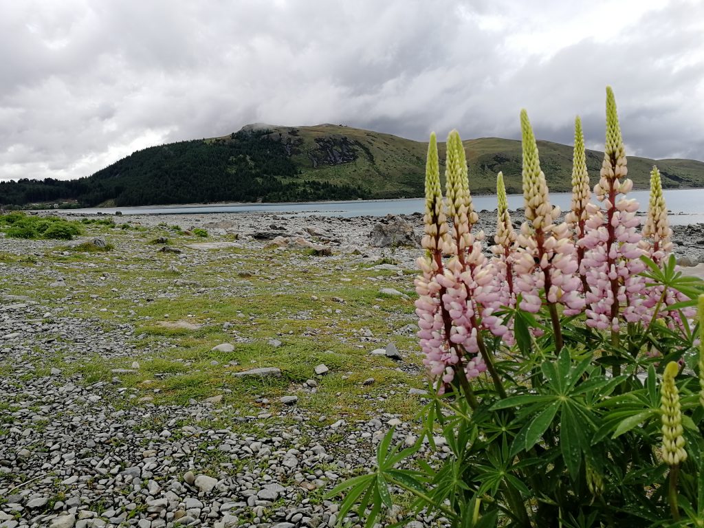 Lupinen am Ufer des Lake Tekapo