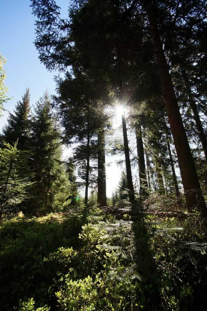 Beginn der Wanderung durch das Hochmoor