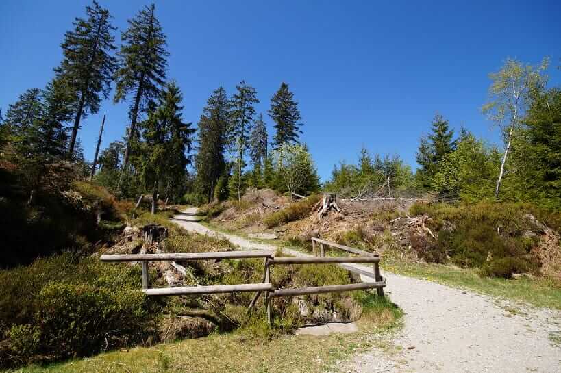 Auf dem Weg zum Hohloh-See