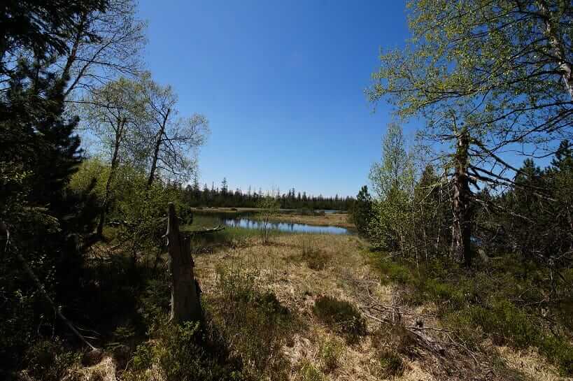Der Hohloh-See am Hochmoor bei Kaltenbronn